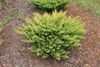 Lime Glow Creeping Juniper